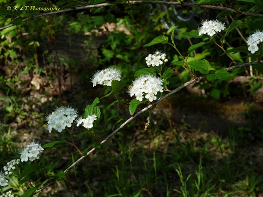 {Physocarpus opulifolius}